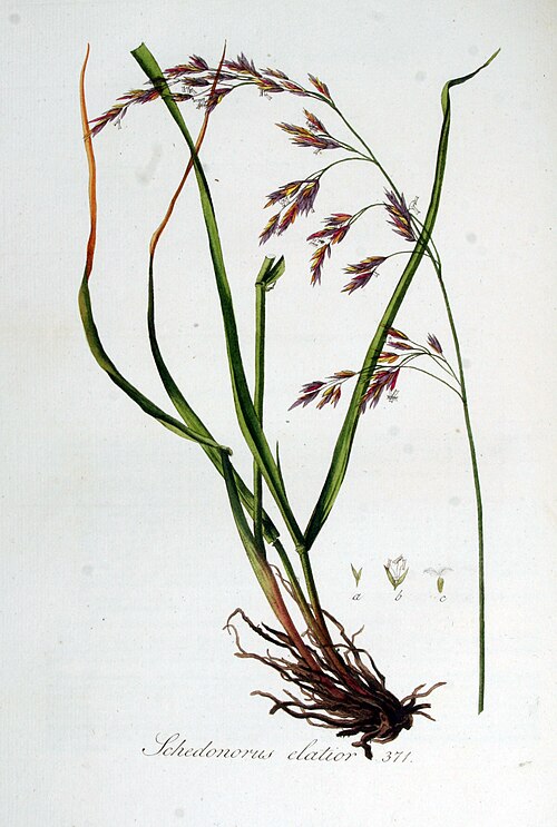 Festuca arundinacea